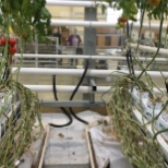 Inside the pack house, picture taken from the greenhouse rows