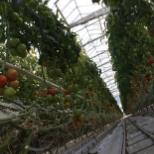 Inside the greenhouse rows