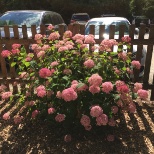 Hydrangea paniculata