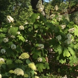 Oak Hydrangea