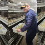 Our IT and Finance team help out Dutchland Farms with a chick placement. 