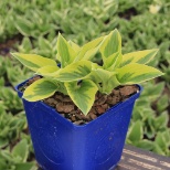 Hosta Bedazzled