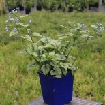 Brunnera Alexander's Great