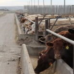 Our cattle feeding